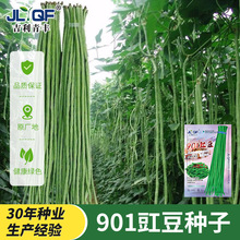 特长901豇豆种子需搭架豆角种籽高产老品种豆角种孑豆荚蔬菜种子