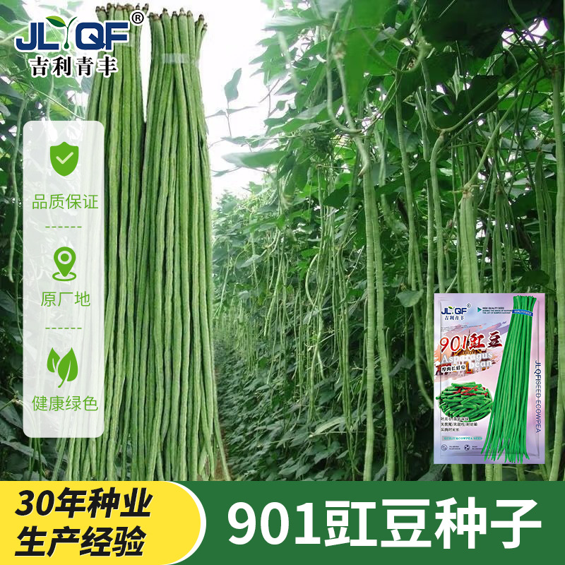 特长901豇豆种子需搭架豆角种籽高产老品种豆角种孑豆荚蔬菜种子