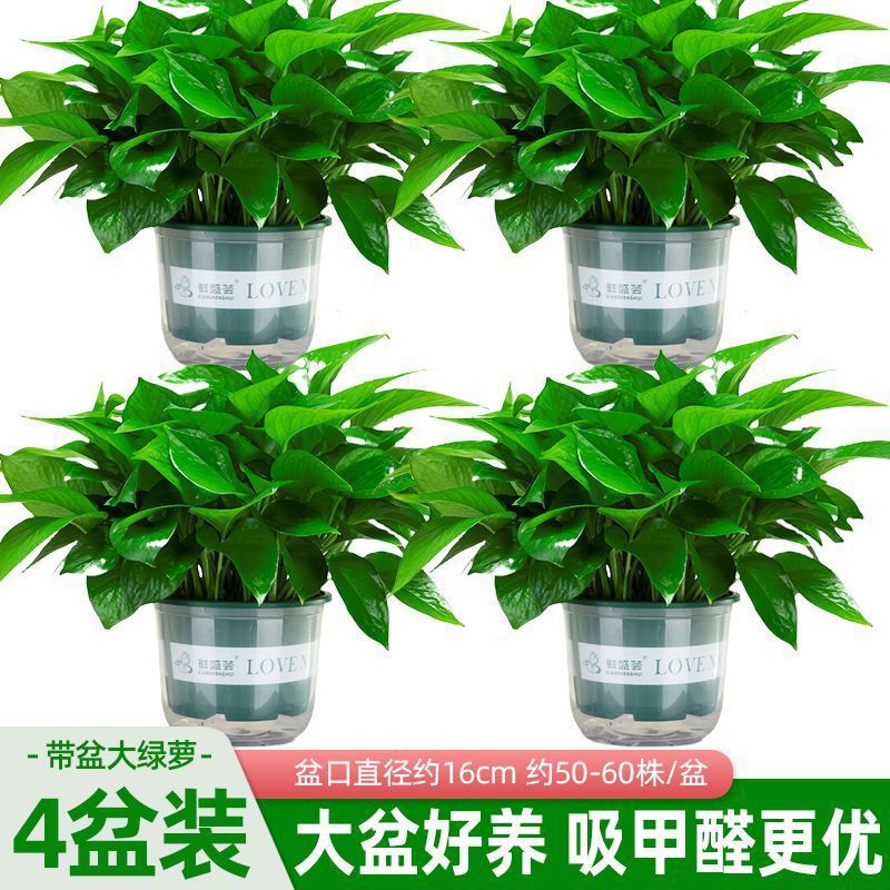 大叶绿萝盆栽室内客厅吸甲醛净化空气植物绿植花卉办公室绿箩批发