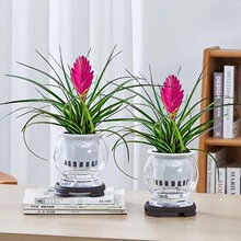 铁兰花带花苞四季常青植物紫凤梨鸿运当头室内客厅开花绿植盆栽