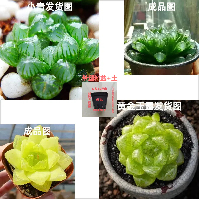 Xiaoqing Yulu + Gold 0kg [조합] 의미: 부와 축복을 모으다