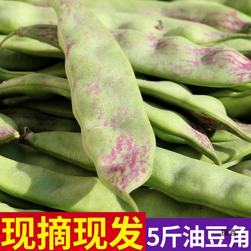 东北油豆角一点红豆角新鲜蔬菜九月青面豆角开锅烂食用农产品