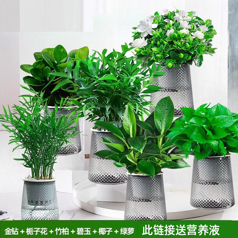 골든 다이아몬드 + 치자나무 + 대나무와 편백나무 + 재스퍼 + 코코넛 + 포토스(별 6개) 무료 물뿌리개 1개