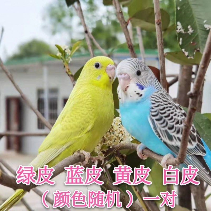 O1CN01JEfri41RLYbXpjV19_!!2215837082095-