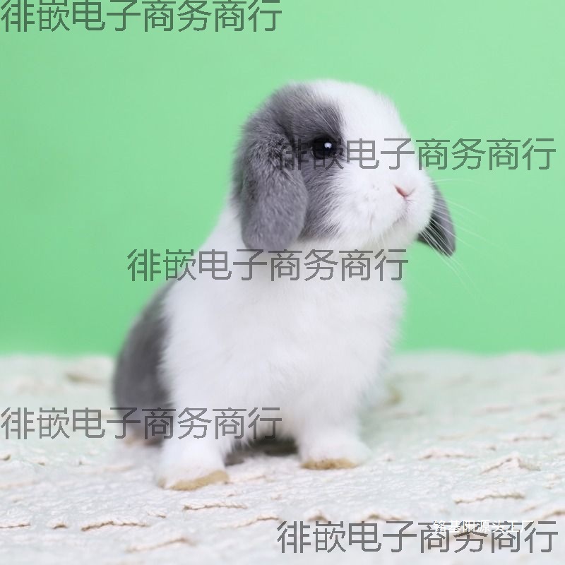 兔种折侏儒宠物荷兰代发霜白耳小型活物迷你道奇垂耳好养兔子可爱