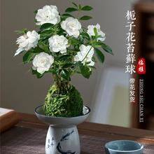 栀子花盆栽四季开花水培植物苔藓球室内办公室桌面花卉绿植好养活