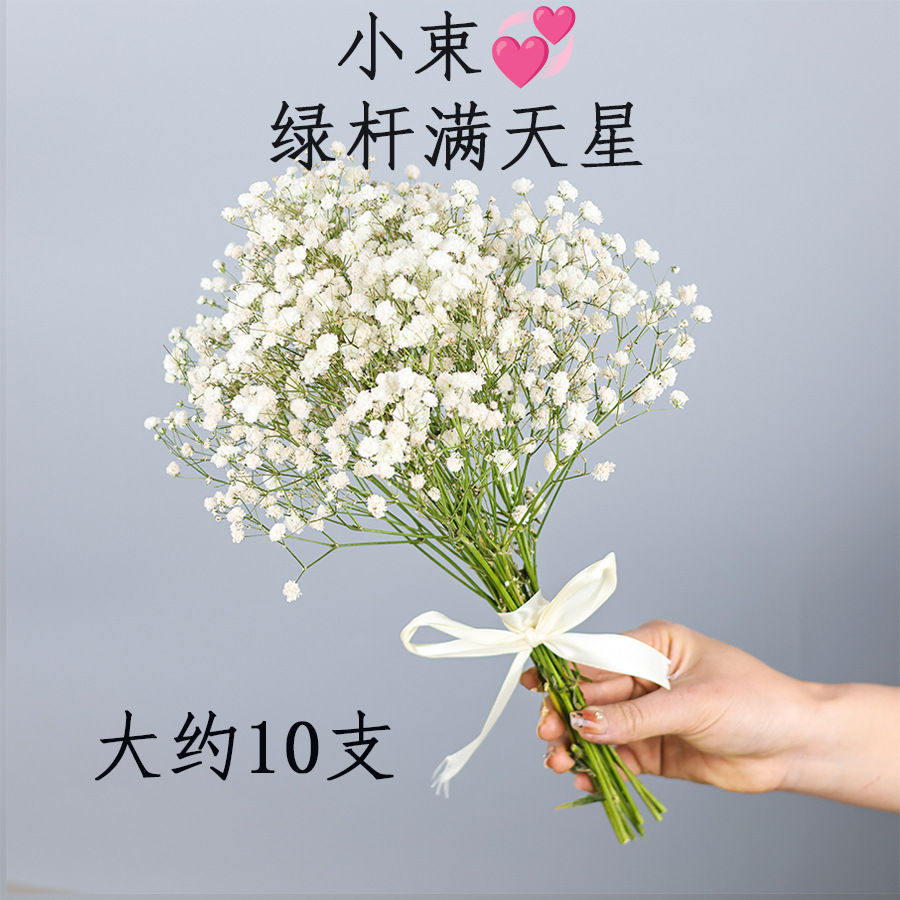 녹색 줄기와 흰색 아기 호흡이 있는 10개의 가지