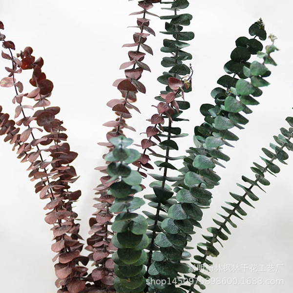 Amazon cross-border preserved flowers eucalyptus leaves copper coin…