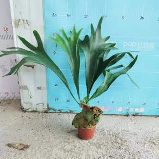 Base Direct Sales of Foliage Plants, Florals, Small Potted Plants, Internet Celebrity Ferns 120 Staghorn Ferns