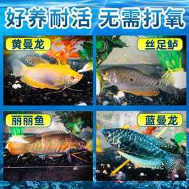 黄蓝银曼龙中小型懒人新手养好养耐养不需打氧活体热带观赏鱼一对