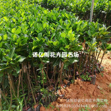 ����ľ���}�����ļ��߮a�޽�8̖12̖ӡ��t���S��ɰ����}�۹���