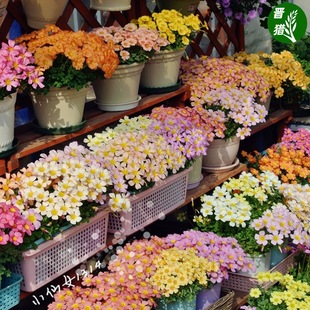 [Ob Collection] Purple Leaf Wood Sorrel Bulb Ob Series Lucky Grass Perennial Seeds Potted Explosive Pots for Autumn Planting