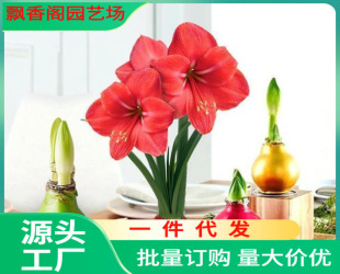 Dutch Double-Flowered Amaryllis Bulbs with Large Florals and Strong Fragrance Are Easy to Feed Indoor Potted Plants That Bloom in All Seasons