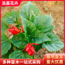 双色盆一串红盆栽苗木 国庆租摆时令草花工程公园道路盆栽 串串红