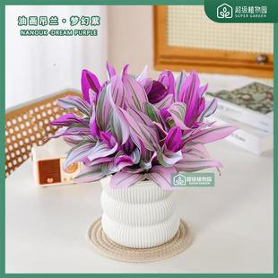 Oil Painting Wedding Hanging Orchid Potted Indoor Green Plants and Flowers Hanging Are Easy to Maintain and Purify the Air