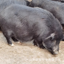 黑猪活体养殖场 藏香猪幼崽20斤的多少钱 哪里卖种母猪价格
