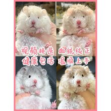 ���B�Lë��z�ܻ�����wС��ϡ�о�ë�ڻ��۲������y��������}��