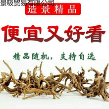 鱼缸水缸造景妖精森林景观素材莫斯树形沉木杜鹃根树枝