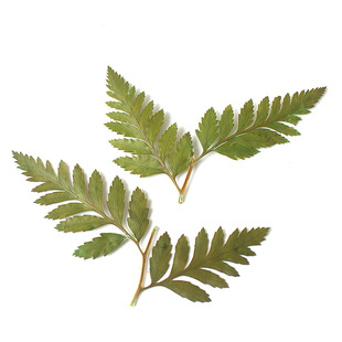 Alpine fern leaf embossed leaf plant specimen handmade diy flower picture frame decoration wholesale