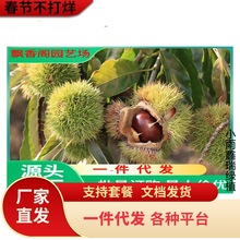 板栗树苗嫁接特大油板栗栗子树苗南方北方地栽种植果树苗当年结果