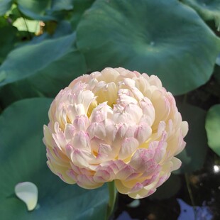 Fenghua Ornamental Lotus Varieties Wholesale Artificially Dug Aquatic Florals Lotus Root Seedlings That Bloom in the Same Year