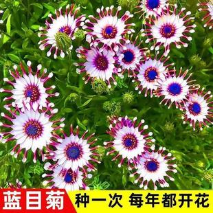 �Ϸ��f�۾շN���{Ŀ�ջ��N�����ͺ����޾ջ����ļ��׷N�׷��ϻ�ɫ