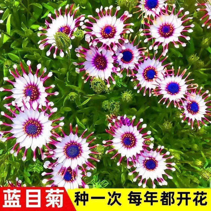 南非万寿菊种子蓝目菊花种籽子耐寒非洲菊花籽四季易种白粉紫混色