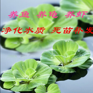 Water Hibiscus Seedlings, Aquatic Plants, Fish Tanks, Pond Landscaping, Balcony Water Purification, Aquaculture, Hydroponics and Water Culture
