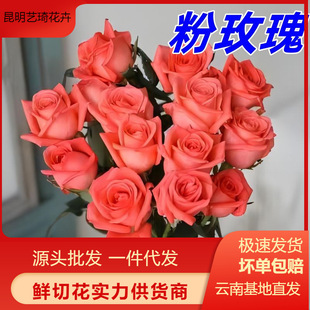 Pink Roses Yunnan Flowers Wholesale Home Flower Arrangement Goddess Day Mother's Day Bouquet Flower Materials Wholesale Can Be Shipped on Behalf of