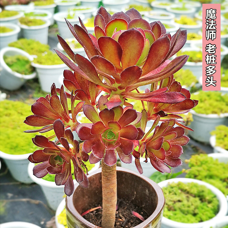 云南巨型超大多肉植物组合盆栽套餐老桩庄清棚小贵货稀有品种罕见 种苗花卉网