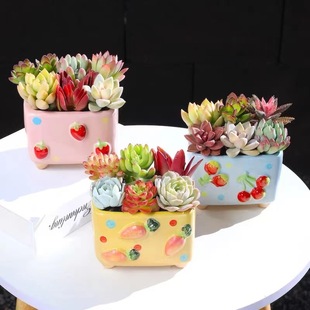 ���⻨�����L�մ���Ʒ���l�؃rˮ�����ͼ��ú��s�����Gֲ����