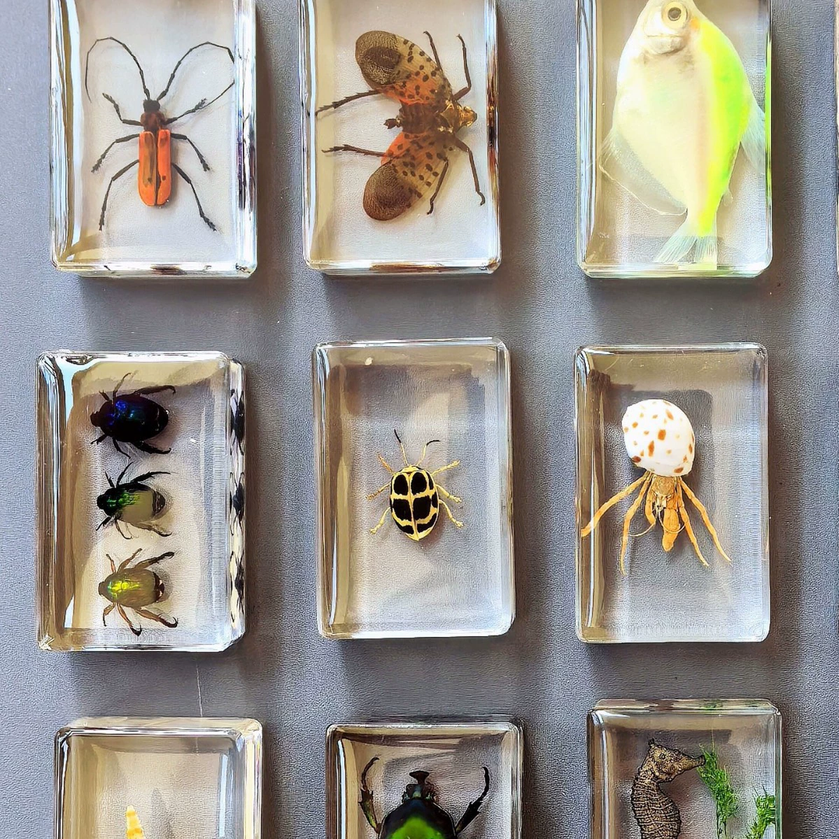 Реальные образцы насекомых Weng Kai Смола Морские животные Эмбер образцы украшают детский сад для обучения пауков-скорпионов