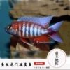 9-11cm imperial red 1 piece