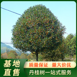 地径29公分桂花树 浦城丹桂红花 公园小区桂花树装车批发基地直售