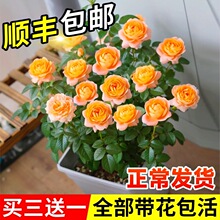 果汁阳台月季盆栽花苗大苗玫瑰花带花苞四季开花室内阳台庭院植物