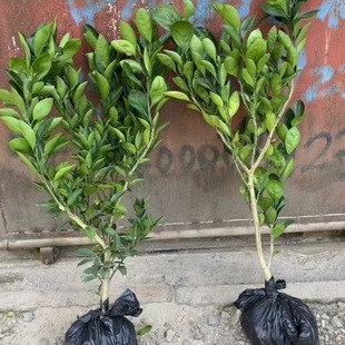 Grafted Seedless Tangerine Saplings with Soil Taizhou Seedless Tangerine Saplings with Soil Ball Fruit Saplings Yongquan Tangerine Trees