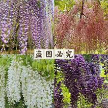 ���ٻ����٘������Ի��������}��������ֲ��ͥԺ�ļ������Ϙ��辰