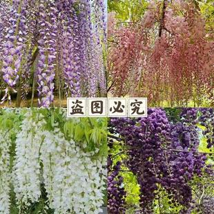 ���ٻ����٘������Ի��������}��������ֲ��ͥԺ�ļ������Ϙ��辰