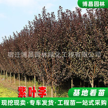 紫叶李树苗基地发货庭院道路绿化造景植物公园风景树嫁接红叶李树