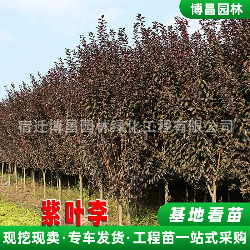 Основание для саженца сливы с фиолетовыми листьями обеспечивает зеленый ландшафт для двора, дорожек, парков и ландшафтного дизайна, саженец сливы с красными листьями, привитый на сливовое дерево.