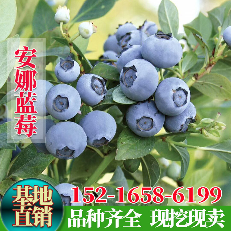 新品种蓝莓树果苗安娜蓝莓苗盆栽地栽苗南高丛带花苞发货当年结果