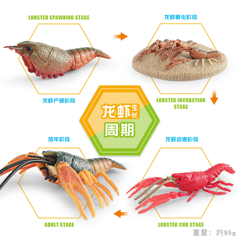 Simulación de exportación transfronteriza animal marino modelo de ciclo de crecimiento de langosta proceso de crecimiento de cangrejos de Río decoración estática juguete