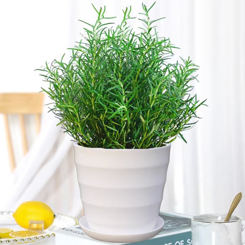 식용 등급 로즈마리 모종(흰색 실 화분) + 영양 용액 2개