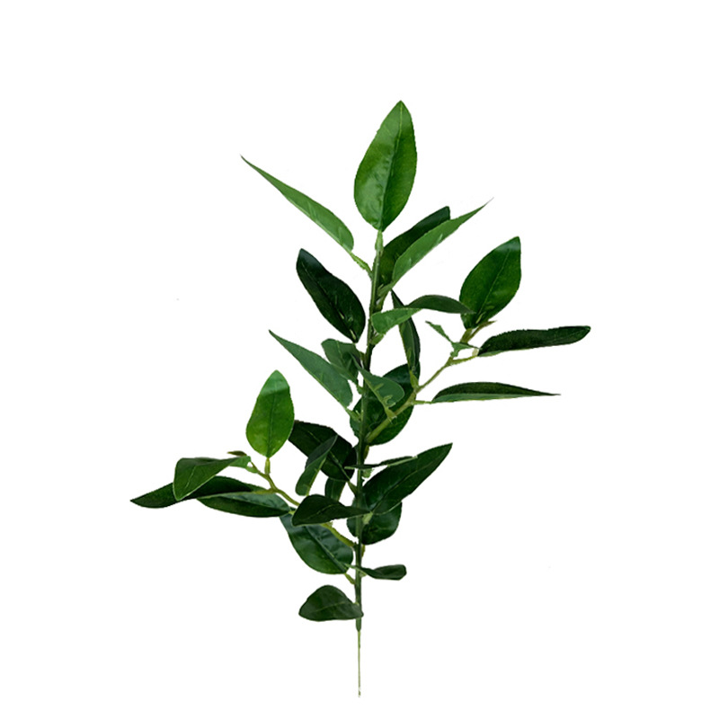橄榄叶单枝3.jpg