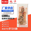 43005 anatomy Dip specimen supply insect animal specimen Primary and middle schools Biology teaching Supplies