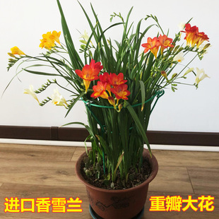 Double-Flowered Freesia Bulbs, Freesia Seeds, Flower Potted Plants, Easy to Grow in the Courtyard, Suitable for All Seasons, Indoor Flowers, Cut Flowers