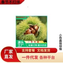 建瓯锥栗苗板栗树苗圆尖栗子苗油锥栗子苗树盆栽地栽当年结果树苗