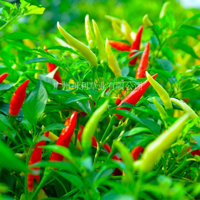 Производители оптом Four Seasons Овощные семена Daqo семейный сад балкон горшечные овощи Фруктовые Семена гидропонный рапс