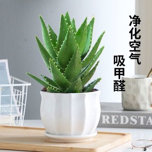 Aloe Vera Potted Indoor Green Plants, Radiation-Proof and Formaldehyde-Absorbing Office Air-Purifying Succulent Plants That Are Easy to Maintain and Not Dead