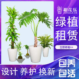 绿植花卉出租服务 [上海租花乐] 诚信经营客户至上 每月800元45盆